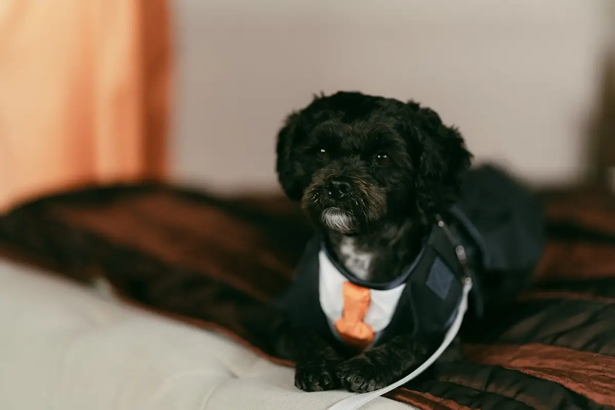 The couple's small black dog in a miniature tuxedo with an orange bow tie, waiting on the bed