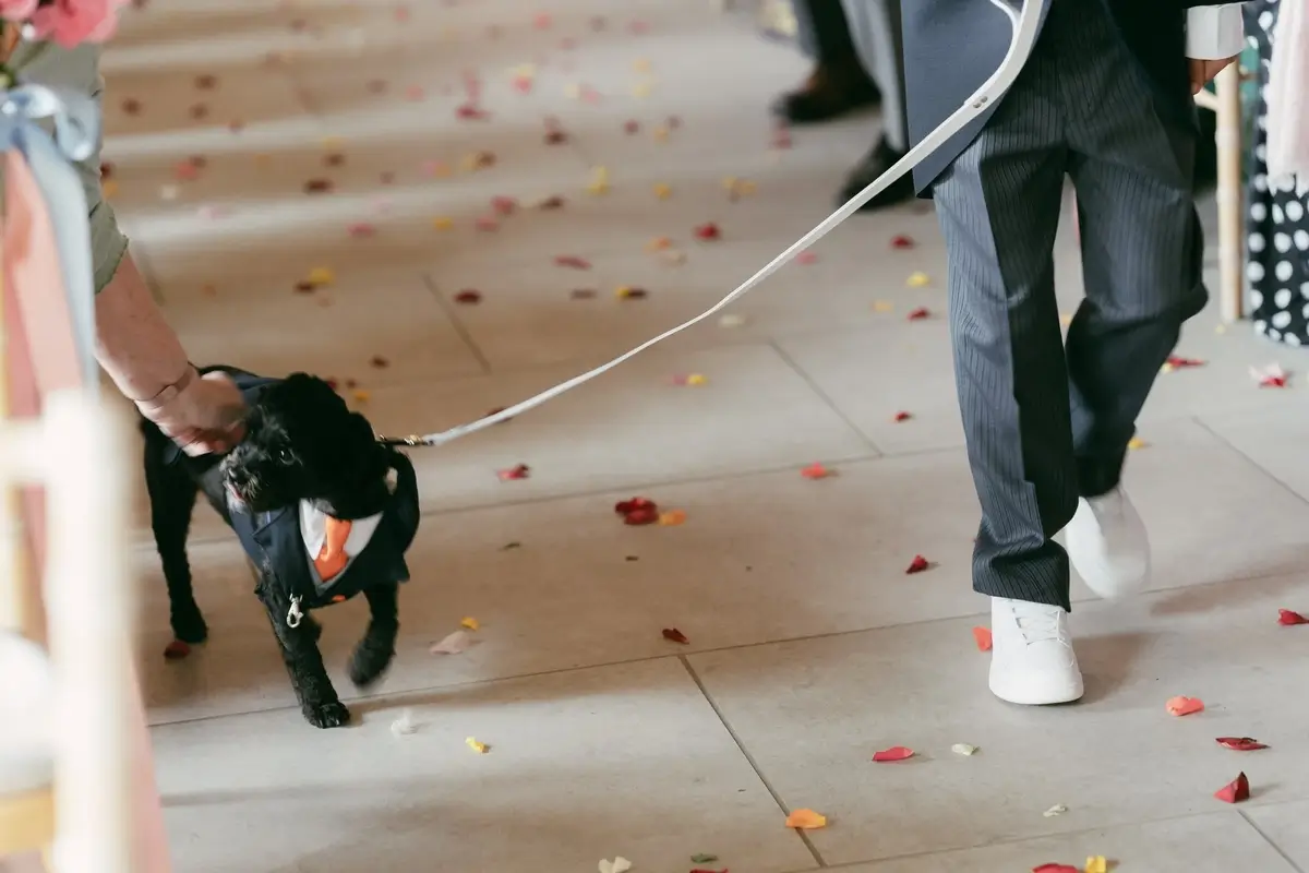 The tuxedoed dog trotting the petal-strewn aisle on a lead, guest shoes and confetti scattered on the flagstones