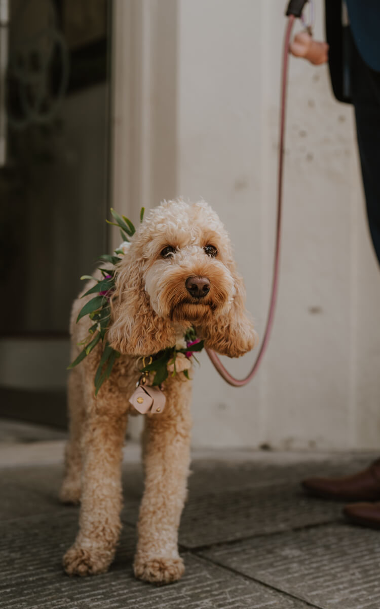 Cockapoo dog wearing a fresh floral collar beside the groom